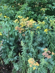 Tanacetum vulgare