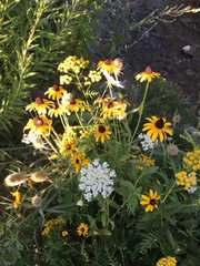 Rudbeckia hirta