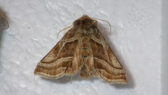 Euchalcia variabilis