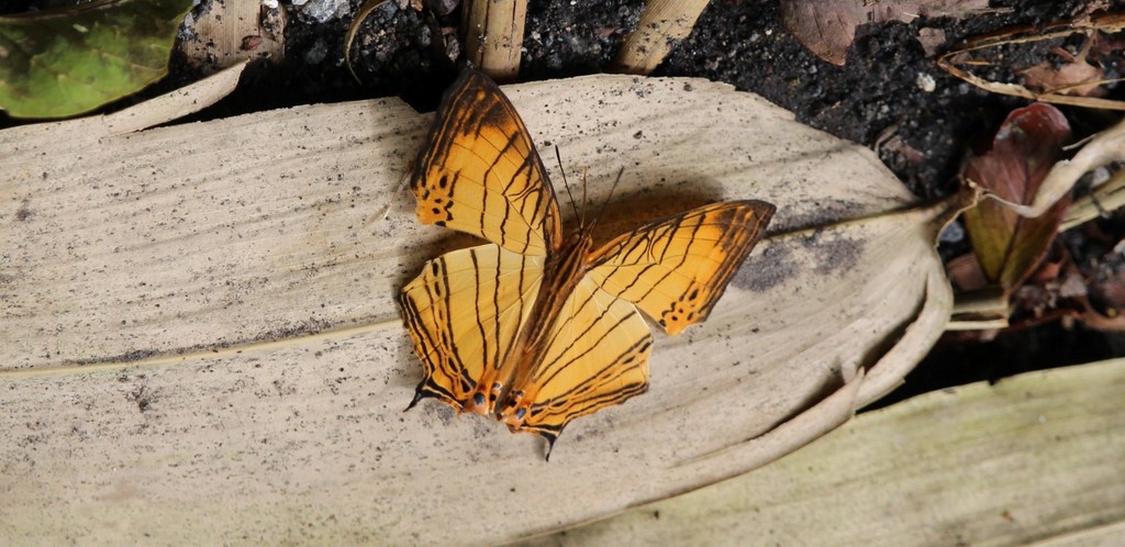 Cyrestis lutea