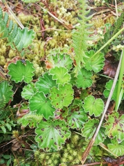 Alchemilla orbiculata