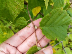 Corylus cornuta cornuta