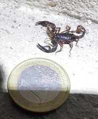 Euscorpius beta