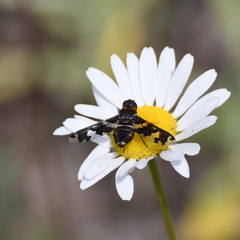 Exoprosopa dorcadion