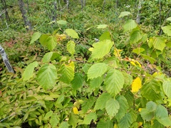 Corylus cornuta cornuta