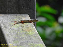 Takydromus viridipunctatus
