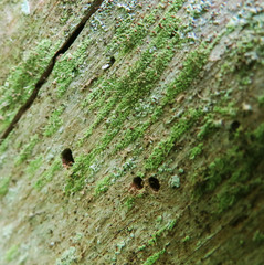 Chaenotheca furfuracea