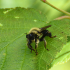 Laphria huron