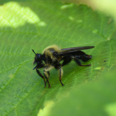 Laphria huron