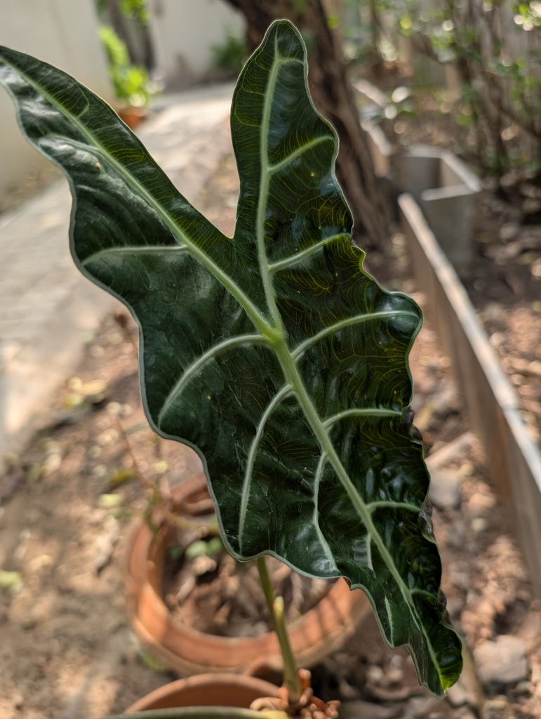 Alocasia plant growing in a pot