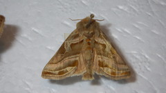 Euchalcia variabilis