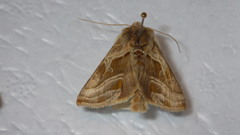 Euchalcia variabilis