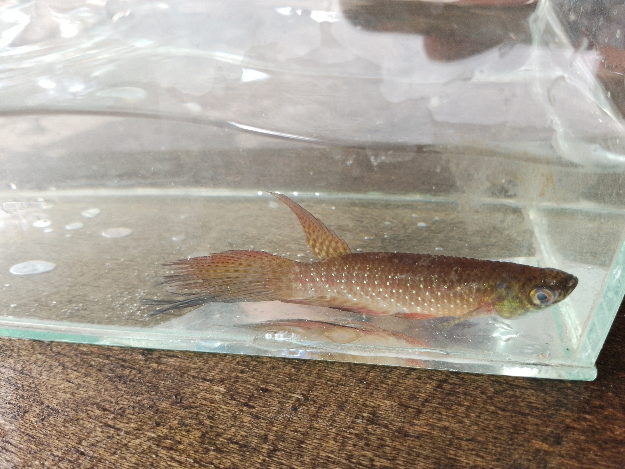 Longfin Killie photo 6