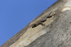 Lygodactylus chobiensis