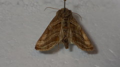 Euchalcia variabilis