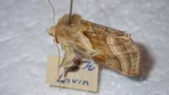 Euchalcia variabilis