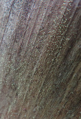 Chaenotheca brachypoda