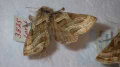 Euchalcia variabilis