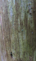 Mycocalicium subtile