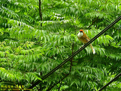 Pterorhinus ruficeps