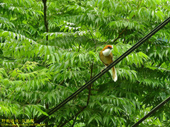 Pterorhinus ruficeps