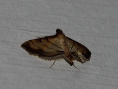Cnaphalocrocis