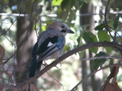 Garrulus glandarius