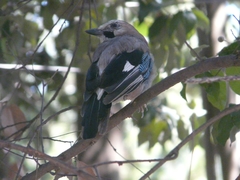 Garrulus glandarius