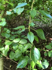 Celastrus scandens