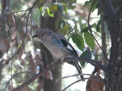 Garrulus glandarius