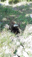Marmota marmota