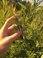 Salix