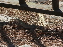 Podarcis siculus