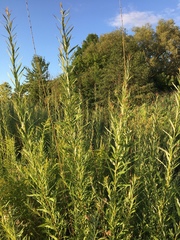 Salix