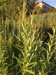 Salix