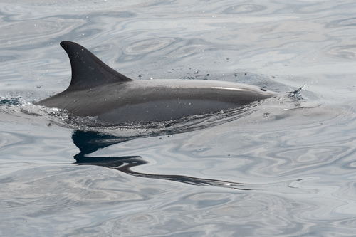 Spinner Dolphin