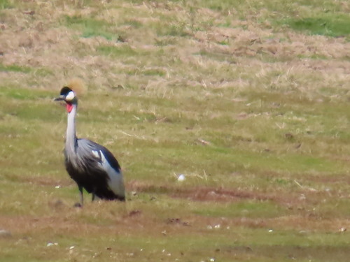 South African Crowned Crane