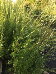Artemisia vulgaris