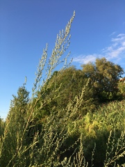 Artemisia vulgaris