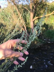 Artemisia vulgaris