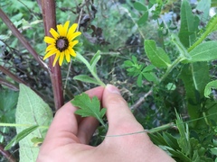 Rudbeckia hirta