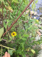 Rudbeckia hirta