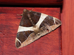 Bastilla