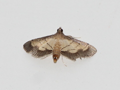 Cnaphalocrocis