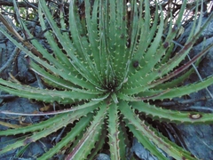 Hechtia glomerata
