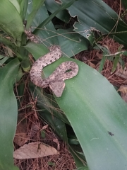 Craspedocephalus puniceus