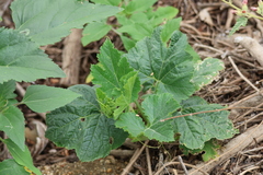 Cucurbita pepo