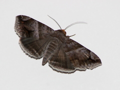 Buzara