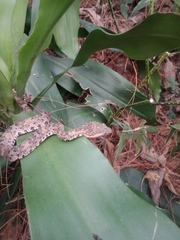 Craspedocephalus puniceus