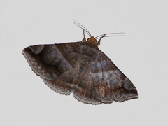 Buzara
